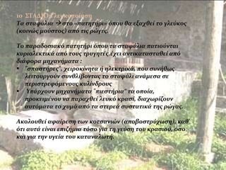 1o ΣΤΑΔΙO:Γλευκοποίηση
Τα σταφύλια  στο «πατητήρι» όπου θα εξαχθεί το γλεύκος
(κοινώς μούστος) από τις ρώγες.
Το παραδοσιακό πατητήρι όπου τα σταφύλια πατιούνται
κυριολεκτικά από τους τρυγητές,έχει αντικατασταθεί από
διάφορα μηχανήματα :
 "σπαστήρες", χειροκίνητα ή ηλεκτρικά, που συνήθως
λειτουργούν συνθλίβοντας το σταφύλι ανάμεσα σε
περιστρεφόμενους κυλίνδρους
 Υπάρχουν μηχανήματα "πιεστήρια“ τα οποία,
προκειμένου να παραχθεί λευκό κρασί, διαχωρίζουν
αυτόματα το χυμό από τα στερεά συστατικά της ρώγας.
Aκολουθεί αφαίρεση των κοτσανιών (αποβοστρύχωση), καθ'
ότι αυτά είναι επιζήμια τόσο για τη γεύση του κρασιού, όσο
και για την υγεία του καταναλωτή.
 