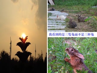 我看到的是三隻兔而不是三杯兔
 