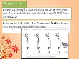 วิธีการทดลอง
3.หยดน้าส้มลงในหลอดที่ 1 โดยหยดเพิ่มทีละ 1 หยด แล้วเขย่าทุกครั้งที่หยด
จนกระทั่งสารละลายสีน้าเงินค่อยๆจางหายไป นับจานวนหยดที่ทาให้สีน้าเงินจาง
หายไป บันทึกผล
4.ทาการทดลองเช่นเดียวกับข้อ 3กับสารในหลอดทดลองที่2-4โดยเปลี่ยนจาก
น้าส้ม เป็นน้าสับปะรด น้ามะเขือเทศ น้ามะละกอสุก
1 2 3 4
 