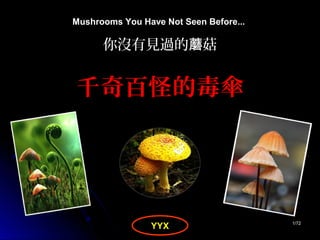 11/72/72
Mushrooms You Have Not Seen Before...
你沒有見過的 菇蘑
千奇百怪的毒傘
YYX
 