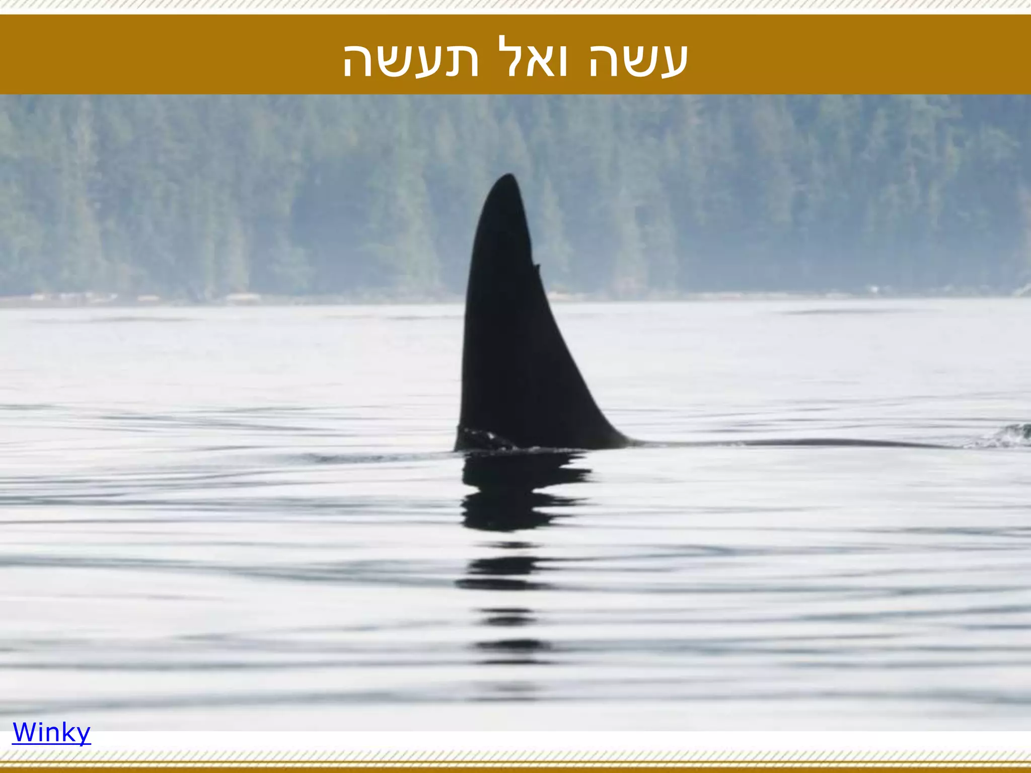 ‫תעשה‬ ‫ואל‬ ‫עשה‬
Winky
 