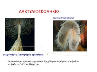 ΔΑΚΤΥΛΙΟΣΚΩΛΗΚΕΣ
Σπειρογράφος (Spirographis spallanzani)
Το συναντάμε προσκολλημένο στα βραχώδη υποστρώματα του βυθού
σε βάθη από 40 έως 200 μέτρα
 