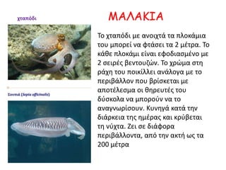 ΜΑΛΑΚΙΑχταπόδι
Το χταπόδι με ανοιχτά τα πλοκάμια
του μπορεί να φτάσει τα 2 μέτρα. Το
κάθε πλοκάμι είναι εφοδιασμένο με
2 σειρές βεντουζών. Το χρώμα στη
ράχη του ποικίλλει ανάλογα με το
περιβάλλον που βρίσκεται με
αποτέλεσμα οι θηρευτές του
δύσκολα να μπορούν να το
αναγνωρίσουν. Κυνηγά κατά την
διάρκεια της ημέρας και κρύβεται
τη νύχτα. Ζει σε διάφορα
περιβάλλοντα, από την ακτή ως τα
200 μέτρα
 
