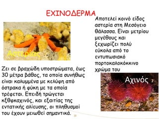 ΕΧΙΝΟΔΕΡΜΑ
Αχινός
Αστερίας
Αποτελεί κοινό είδος
αστερία στη Μεσόγειο
θάλασσα. Είναι μετρίου
μεγέθους και
ξεχωρίζει πολύ
εύκολα από το
εντυπωσιακό
πορτοκαλοκόκκινο
χρώμα τουΖει σε βραχώδη υποστρώματα, έως
30 μέτρα βάθος, τα οποία συνήθως
είναι καλυμμένα με κελύφη από
όστρακα ή φύκη με τα οποία
τρέφεται. Επειδή τρώγεται
κξθφκαχινός, και εξαιτίας της
εντατικής αλίευσης, οι πληθυσμοί
του έχουν μειωθεί σημαντικά.
 