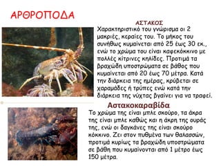 ΑΡΘΡΟΠΟΔΑ
ΑΣΤΑΚΟΣ
Χαρακτηριστικό του γνώρισμα οι 2
μακριές, κεραίες του. Το μήκος του
συνήθως κυμαίνεται από 25 έως 30 εκ.,
ενώ το χρώμα του είναι καφεκόκκινο με
πολλές κίτρινες κηλίδες. Προτιμά τα
βραχώδη υποστρώματα σε βάθος που
κυμαίνεται από 20 έως 70 μέτρα. Κατά
την διάρκεια της ημέρας, κρύβεται σε
χαραμάδες ή τρύπες ενώ κατά την
διάρκεια της νύχτας βγαίνει για να τραφεί.
Το χρώμα της είναι μπλε σκούρο, τα άκρα
της είναι μπλε καθώς και η άκρη της ουράς
της, ενώ οι δαγκάνες της είναι σκούρο
κόκκινο. Ζει στον πυθμένα των θαλασσών,
προτιμά κυρίως τα βραχώδη υποστρώματα
σε βάθη που κυμαίνονται από 1 μέτρο έως
150 μέτρα.
Αστακοκαραβίδα
 