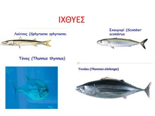 Σκουµπρί (Scomber
scombrus)Λούτσος (Sphyraena sphyraena)
Τόνος (Thunnus thynnus)
ΙΧΘΥΕΣ
 