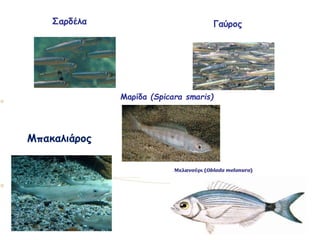 Σαρδέλα Γαύρος
Μαρίδα (Spicara smaris)
Μπακαλιάρος
 