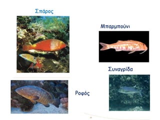 Μπαρμπούνι
Συναγρίδα
Ροφός
Σπάρος
 