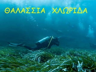 ΘΑΛΑΣΣΙΑ ΧΛΩΡΙΔΑ
 