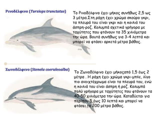 Το Ρινοδέλφινο έχει μήκος συνήθως 2,5 ως
3 μέτρα.Στη ράχη έχει χρώμα σκούρο γκρι,
τα πλευρά του είναι γκρι και η κοιλιά του
άσπρη-ροζ. Κολυμπά σχετικά γρήγορα με
ταχύτητες που φτάνουν τα 35 χιλιόμετρα
την ώρα. Βουτά συνήθως για 3-4 λεπτά και
μπορεί να φτάσει αρκετά μέτρα βάθος.
Το Ζωνοδέλφινο έχει μήκοςαπό 1,5 έως 2
μέτρα . Η ράχη έχει χρώμα γκρι-μπλε, λίγο
πιο ανοιχτόχρωμα είναι τα πλευρά του, ενώ
η κοιλιά του είναι άσπρη ή ροζ. Κολυμπά
πολύ γρήγορα με ταχύτητες που φτάνουν τα
40-50 χιλιόμετρα την ώρα. Καταδύεται για
περίπου 5 έως 10 λεπτά και μπορεί να
φτάσει τα 200 μέτρα βάθος.
 