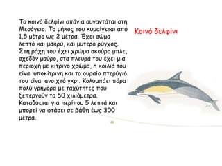 Κοινό δελφίνι
Το κοινό δελφίνι σπάνια συναντάται στη
Μεσόγειο. Το μήκος του κυμαίνεται από
1,5 μέτρο ως 2 μέτρα. Έχει σώμα
λεπτό και μακρύ, και μυτερό ρύγχος.
Στη ράχη του έχει χρώμα σκούρο μπλε,
σχεδόν μαύρο, στα πλευρά του έχει μια
περιοχή με κίτρινο χρώμα, η κοιλιά του
είναι υποκίτρινη και το ουραίο πτερύγιό
του είναι ανοιχτό γκρι. Κολυμπάει πάρα
πολύ γρήγορα με ταχύτητες που
ξεπερνούν τα 50 χιλιόμετρα.
Καταδύεται για περίπου 5 λεπτά και
μπορεί να φτάσει σε βάθη έως 300
μέτρα.
 