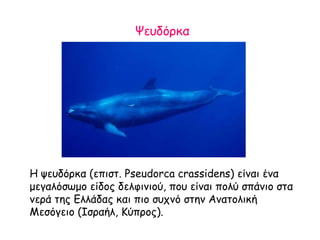 Ψευδόρκα
H ψευδόρκα (επιστ. Pseudorca crassidens) είναι ένα
μεγαλόσωμο είδος δελφινιού, που είναι πολύ σπάνιο στα
νερά της Ελλάδας και πιο συχνό στην Ανατολική
Μεσόγειο (Ισραήλ, Κύπρος).
 