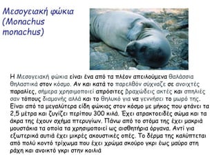 Μεσογειακή φώκια
(Monachus
monachus)
Η Μεσογειακή φώκια είναι ένα από τα πλέον απειλούμενα θαλάσσια
θηλαστικά στον κόσμο. Αν και κατά το παρελθόν σύχναζε σε ανοιχτές
παραλίες, σήμερα χρησιμοποιεί απρόσιτες βραχώδεις ακτές και σπηλιές
σαν τόπους διαμονής αλλά και το θηλυκό για να γεννήσει το μωρό της.
Είναι από τα μεγαλύτερα είδη φώκιας στον κόσμο με μήκος που φτάνει τα
2,5 μέτρα και ζυγίζει περίπου 300 κιλά. Έχει ατρακτοειδές σώμα και τα
άκρα της έχουν σχήμα πτερυγίων. Πάνω από το στόμα της έχει μακριά
μουστάκια τα οποία τα χρησιμοποιεί ως αισθητήρια όργανα. Αντί για
εξωτερικά αυτιά έχει μικρές ακουστικές οπές. Το δέρμα της καλύπτεται
από πολύ κοντό τρίχωμα που έχει χρώμα σκούρο γκρι έως μαύρο στη
ράχη και ανοικτό γκρι στην κοιλιά
 