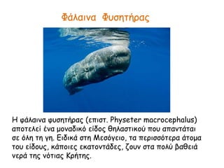 Φάλαινα Φυσητήρας
Η φάλαινα φυσητήρας (επιστ. Physeter macrocephalus)
αποτελεί ένα μοναδικό είδος θηλαστικού που απαντάται
σε όλη τη γη. Ειδικά στη Μεσόγειο, τα περισσότερα άτομα
του είδους, κάποιες εκατοντάδες, ζουν στα πολύ βαθειά
νερά της νότιας Κρήτης.
 