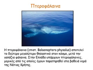 Πτεροφάλαινα
Η πτεροφάλαινα (επιστ. Balaenoptera physalus) αποτελεί
το δεύτερο μεγαλύτερο θηλαστικό στον κόσμο, μετά την
γαλάζια φάλαινα. Στην Ελλάδα υπάρχουν πτεροφάλαινες,
μερικές από τις οποίες έχουν παρατηρηθεί στα βαθειά νερά
της Νότιας Κρήτης.
 