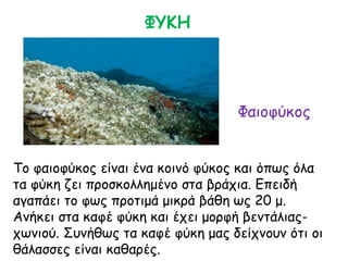 Φαιοφύκος
ΦΥΚΗ
Το φαιοφύκος είναι ένα κοινό φύκος και όπως όλα
τα φύκη ζει προσκολλημένο στα βράχια. Επειδή
αγαπάει το φως προτιμά μικρά βάθη ως 20 μ.
Ανήκει στα καφέ φύκη και έχει μορφή βεντάλιας-
χωνιού. Συνήθως τα καφέ φύκη μας δείχνουν ότι οι
θάλασσες είναι καθαρές.
 