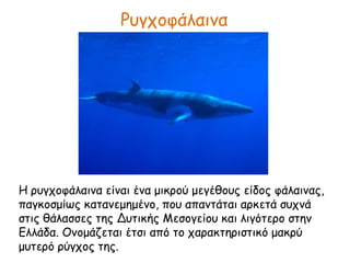 Ρυγχοφάλαινα
Η ρυγχοφάλαινα είναι ένα μικρού μεγέθους είδος φάλαινας,
παγκοσμίως κατανεμημένο, που απαντάται αρκετά συχνά
στις θάλασσες της Δυτικής Μεσογείου και λιγότερο στην
Ελλάδα. Ονομάζεται έτσι από το χαρακτηριστικό μακρύ
μυτερό ρύγχος της.
 