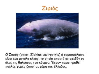 Ζιφιός
Ο Ζιφιός (επιστ. Ziphius cavirostris) ή ραμφοφάλαινα
είναι ένα μεγάλο κήτος, το οποίο απαντάται σχεδόν σε
όλες τις θάλασσες του κόσμου. Έχουν παρατηρηθεί
πολλές φορές ζιφιοί σε μέρη της Ελλάδας.
 