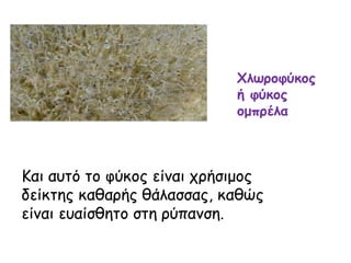 Χλωροφύκος
ή φύκος
ομπρέλα
Και αυτό το φύκος είναι χρήσιμος
δείκτης καθαρής θάλασσας, καθώς
είναι ευαίσθητο στη ρύπανση.
 