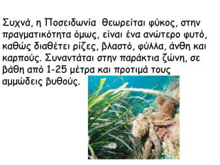 Συχνά, η Ποσειδωνία θεωρείται φύκος, στην
πραγματικότητα όμως, είναι ένα ανώτερο φυτό,
καθώς διαθέτει ρίζες, βλαστό, φύλλα, άνθη και
καρπούς. Συναντάται στην παράκτια ζώνη, σε
βάθη από 1-25 μέτρα και προτιμά τους
αμμώδεις βυθούς.
 