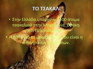 • Στην Ελλάδα υπάρχουν 1500 άτομα
τσακαλιού στην Μακεδονία, Θράκη
και Πελοπόν-νησο.
• Η αιτία για τη μείωση του ζώου είναι η
αποξήρανση υγρότοπων.
 