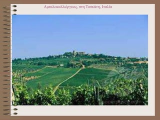 Αμπελοκαλλιέργειες, στη Τοσκάνη, Ιταλία
 