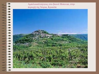 Αμπελοκαλλιέργειες στο βουνό Motovun, στην
περιοχή της Ίστρια, Κροατία
 