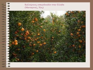 Καλλιέργειες εσπεριδοειδών στην Ελλάδα
(Μανταρινιές, Χίος)
 