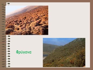 Φρύγανα
 