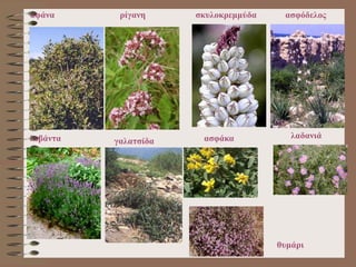 αφάνα
θυμάρι
ρίγανη σκυλοκρεμμύδα ασφόδελος
λεβάντα ασφάκα λαδανιά
γαλατσίδα
 
