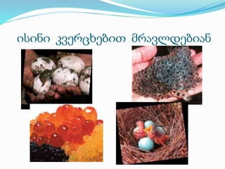 ისინი კვერცხებით მრავლდებიან
 