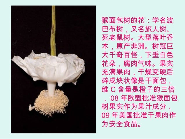 花中奇葩欣賞 上 花中奇葩欣賞 上