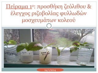 Πείραμα 1ο
: προσθήκη ζεόλιθου &
έλεγχος ριζοβολίας φυλλωδών
μοσχευμάτων κολεού
24/1/2014
 