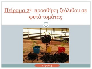 Πείραμα 2ο
: προσθήκη ζεόλιθου σε
φυτά τομάτας
8/5/2014
 