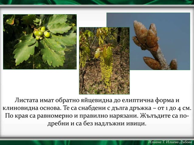 Ученическа енциклопедия Растенията в България: Дъб | PPT