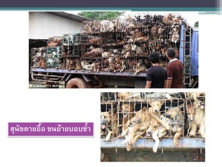 สุนัขตายอื้อ ขนย้ายบอบช้า
 