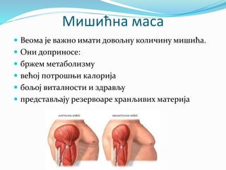 Мишићна маса
 Веома је важно имати довољну количину мишића.
 Они доприносе:
 бржем метаболизму
 већој потрошњи калорија
 бољој виталности и здрављу
 представљају резервоаре хранљивих материја
 