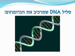 ‫סליל‬DNA‫הכרומוזום‬ ‫את‬ ‫שמרכיב‬:
 
