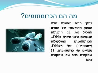 ‫הכרומוזומים‬ ‫הם‬ ‫מה‬?
‫בתוך‬‫התא‬‫האנושי‬‫מצוי‬
‫הצופן‬‫התורשתי‬‫של‬‫האדם‬
‫המכיל‬‫את‬‫כל‬‫התכונות‬
‫הגנטיות‬‫שלנו‬‫ונקרא‬DNA..
‫הכרומוזומים‬‫המולקולות‬
"(‫המארז‬)"‫של‬‫ה‬DNA.
‫מצויים‬46‫כרומוזומים‬.23
‫שמקורם‬‫באב‬‫ו‬23‫שמקורם‬
‫באם‬
 