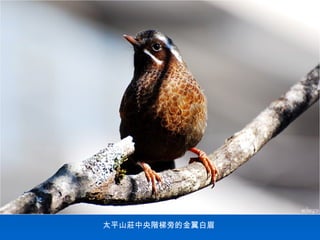 太平山莊中央階梯旁的金翼白眉
 