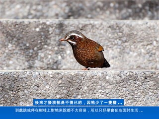 到處跳或停在樹枝上對牠來說都不太容易，所以只好學會在地面討生活 ...
後來才發現牠是不得已的，因牠少了一隻腳 ...
 