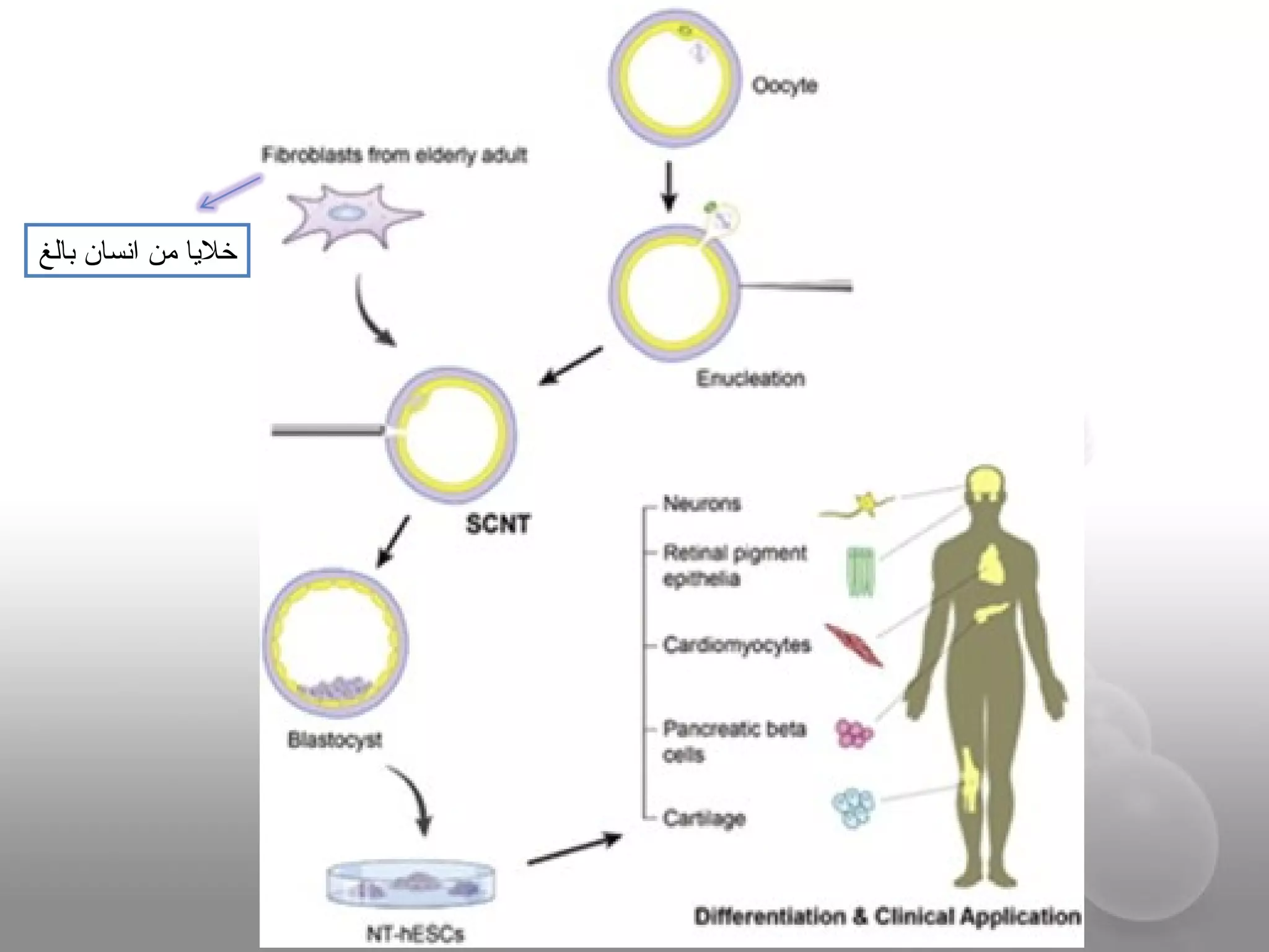 ‫بالغ‬ ‫انسان‬ ‫من‬ ‫خلايا‬
 