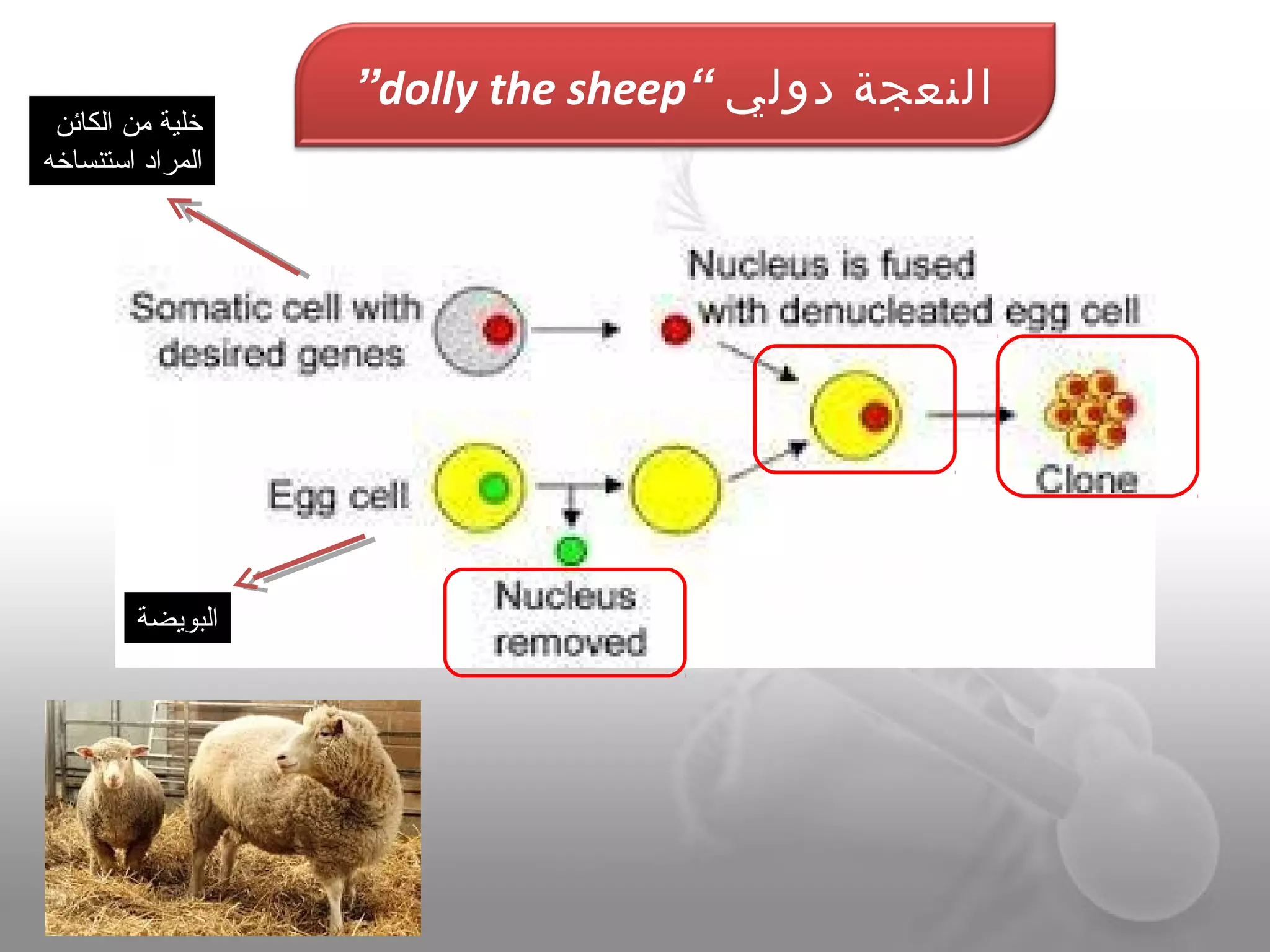 ‫دولي‬ ‫النعجة‬“dolly the sheep”
‫البوايضة‬
‫الكائن‬ ‫من‬ ‫خلية‬
‫اتستنساخه‬ ‫المراد‬
 