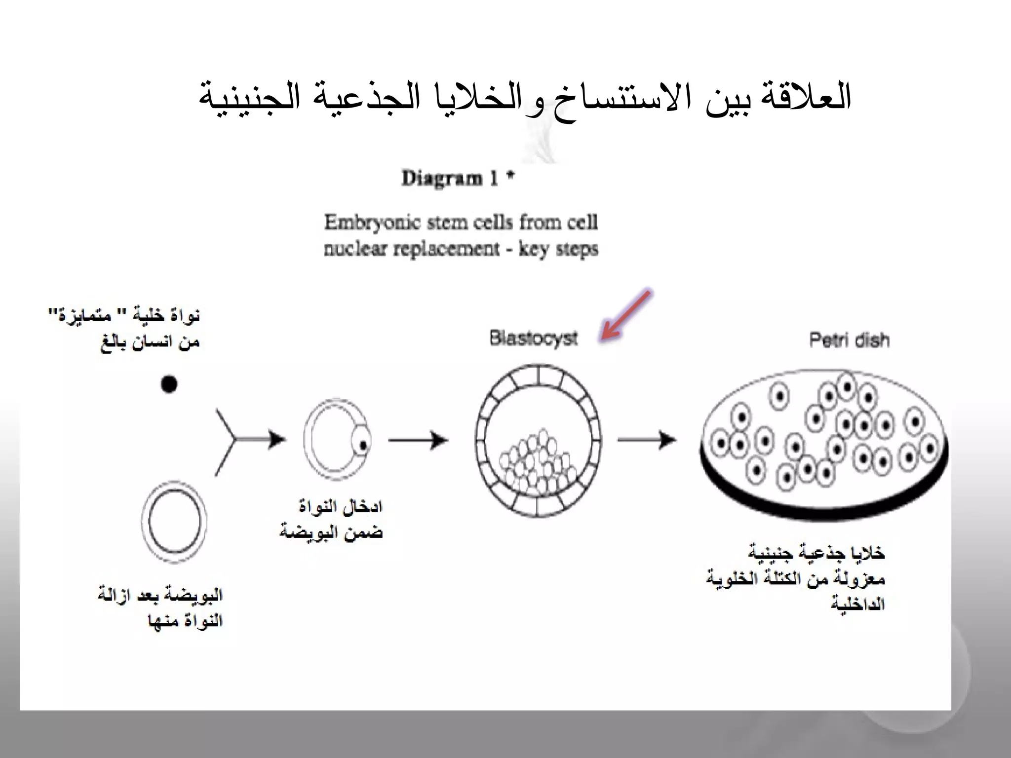 ‫الجنينية‬ ‫الجذعية‬ ‫والخلايا‬ ‫التستنساخ‬ ‫بين‬ ‫العلةقة‬
 