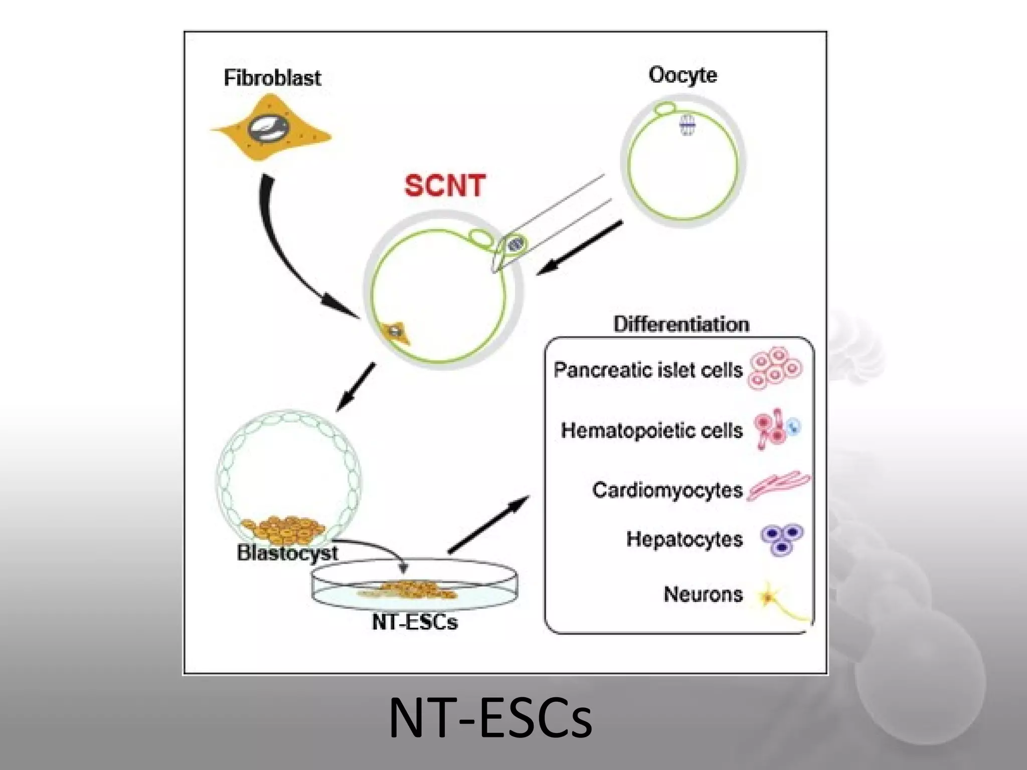 NT-ESCs
 