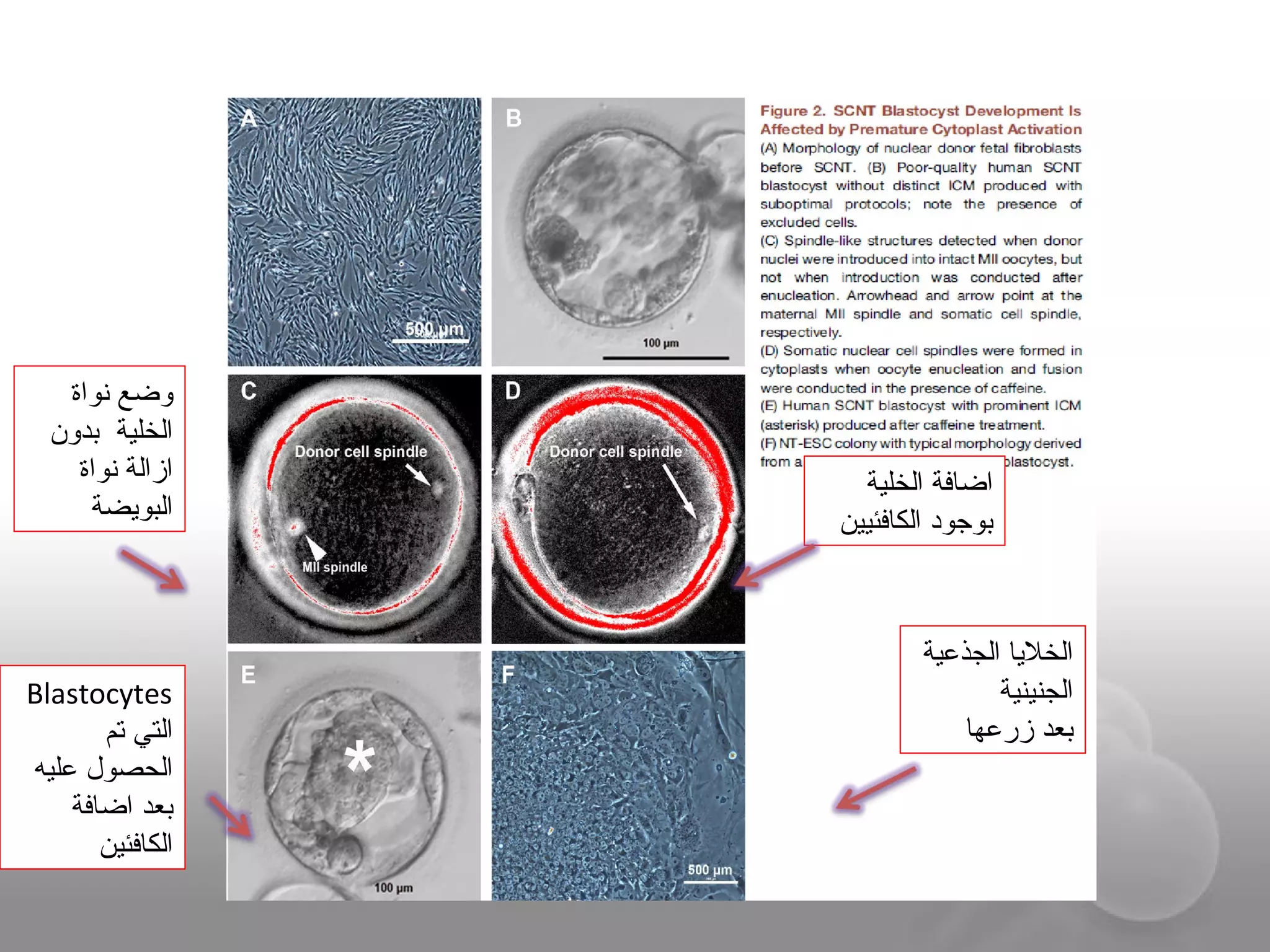 Blastocytes
‫تم‬ ‫التي‬
‫عليه‬ ‫الحصول‬
‫اضافة‬ ‫بعد‬
‫الكافئين‬
‫الجذعية‬ ‫الخلايا‬
‫الجنينية‬
‫زرعها‬ ‫بعد‬
‫نواة‬ ‫وضع‬
‫بدون‬ ‫الخلية‬
‫نواة‬ ‫ازالة‬
‫البوايضة‬
‫الخلية‬ ‫اضافة‬
‫الكافئيين‬ ‫بوجود‬
 