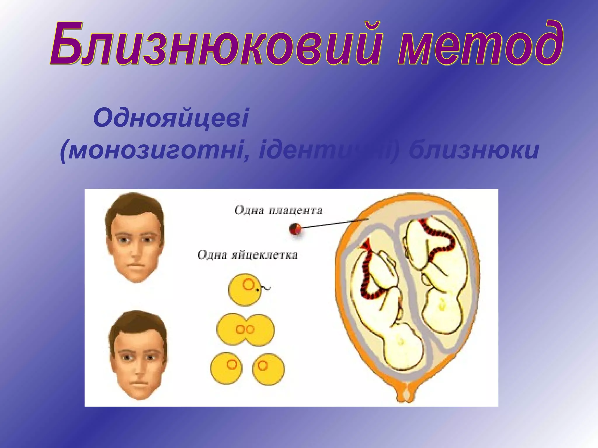 Однояйцеві
(монозиготні, ідентичні) близнюки
 