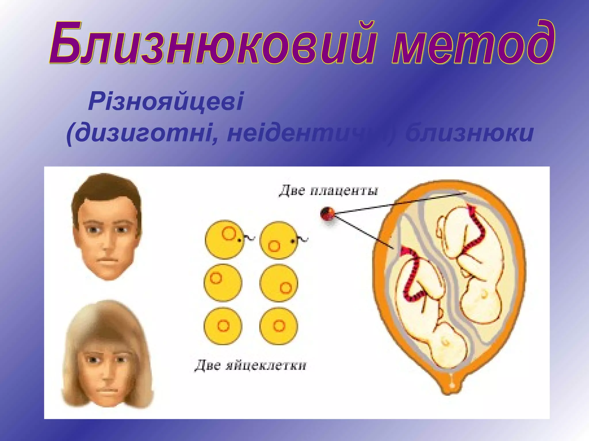 Різнояйцеві
(дизиготні, неідентичні) близнюки
 