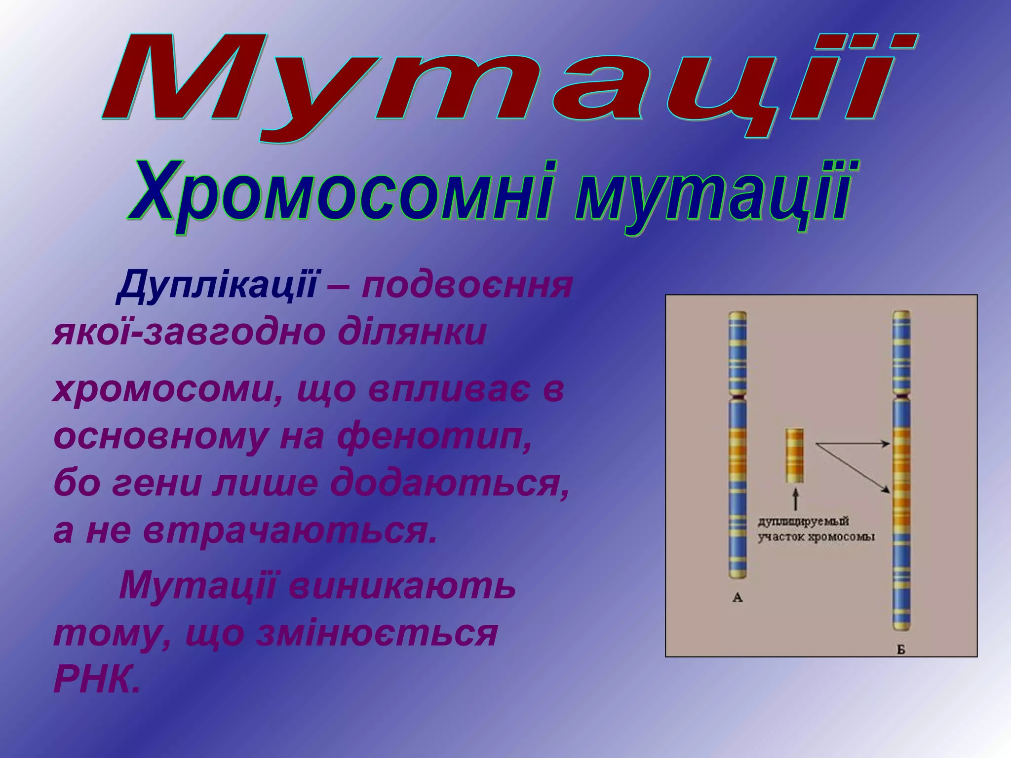 Дуплікації – подвоєння
якої-завгодно ділянки
хромосоми, що впливає в
основному на фенотип,
бо гени лише додаються,
а не втрачаються.
Мутації виникають
тому, що змінюється
РНК.
 