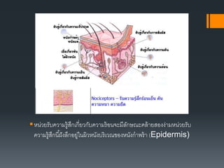 หน่วยรับความรู้สึกเกี่ยวกับความร้อนจะมีลักษณะคล้ายสองง่ามหน่วยรับ
ความรู้สึกนี้ฝังลึกอยู่ในผิวหนังบริเวณของหนังกาพร้า (Epidermis)
 